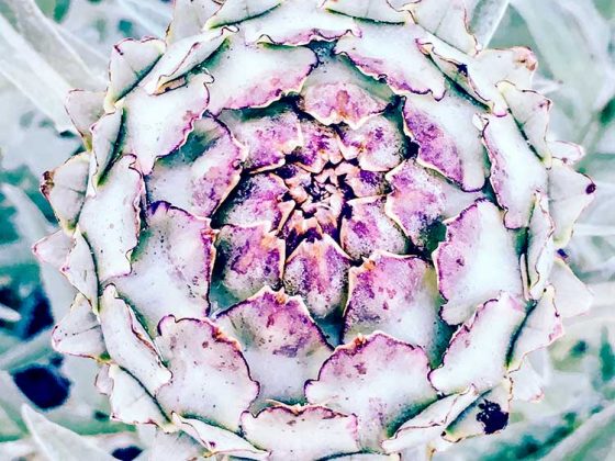 Exclusive High Quality Authentic Images