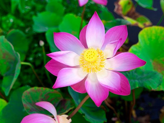 Pink Lotus