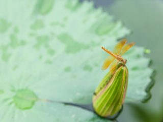 Dragonfly on a Lotus Bud