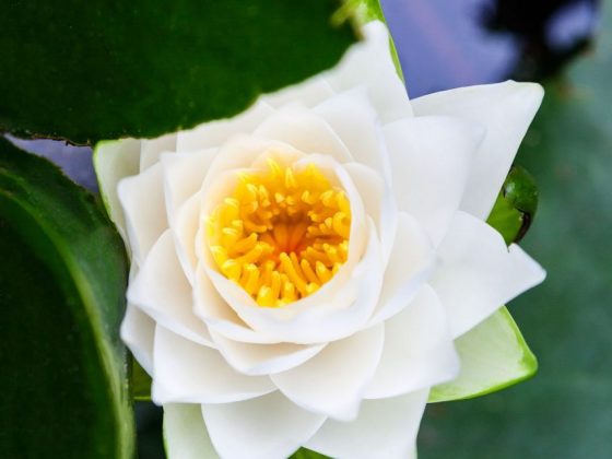 White Lotus