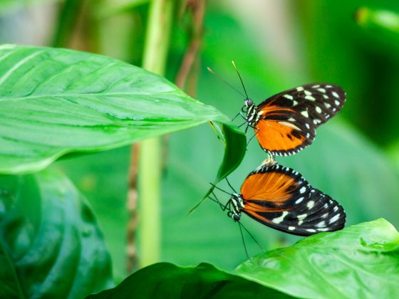 Mirrored Butterflies