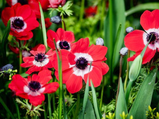 Red Flowers on Green