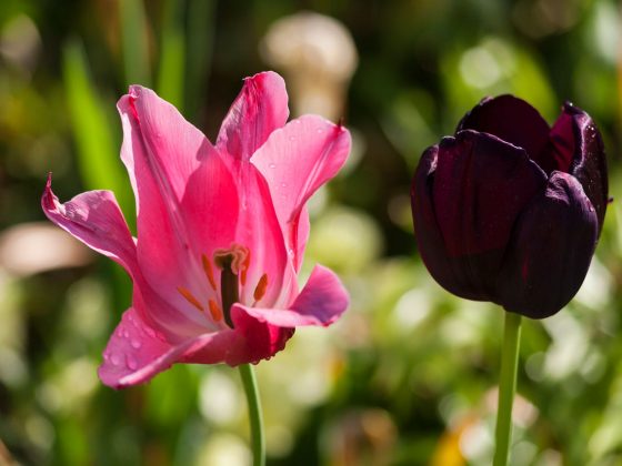 Pink & Black Tulips