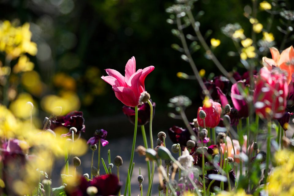 салон цветов bloom владивосток. цветочная блум казань. распускающийся цветок. логотип магазин flower shop. Bloom логотип.