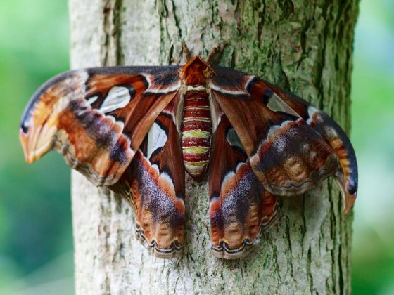 Atlas Moth - Giant Butterfly