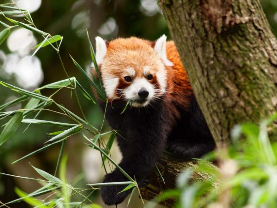 Little Red Panda, Australia, Cute, Panda - Animal, Photography, Small, Zoo, Artis, Amsterdam