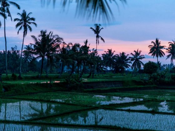 Beautiful Sunset with Coconut Palms and Terraced Rice Fields
