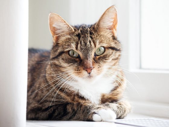Portret of a Cat. Domestic Cat, Animal Head, Portrait, Cute, Kitten, Animal, Looking At Camera, Animal Eye, Domestic Animals, Indoors, One Animal, Pets