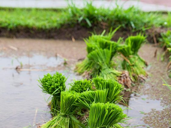 Rice Crops ready for Planting in a Balinese Terraced Field